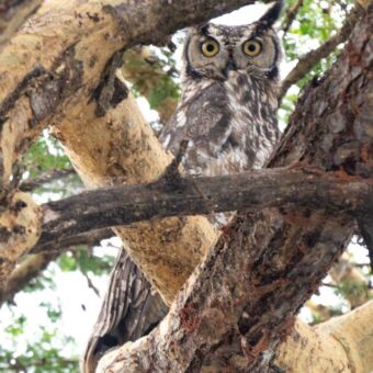 uit die precies tussen de takken door je aankijkt