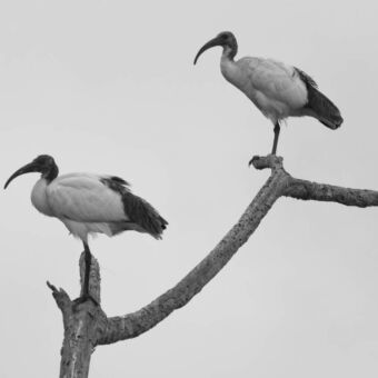Twee grote vogels op een tak in Arusha national park