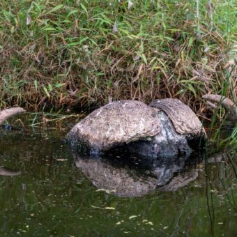 Alkmaar, 2023-10-10 Schedel van een buffalo drijfend in het water