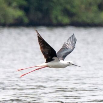 Vogel zwart met wit scherent over het water