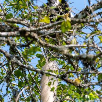 Zwart witte Colubus monkey in een boom bij Arusha National Park