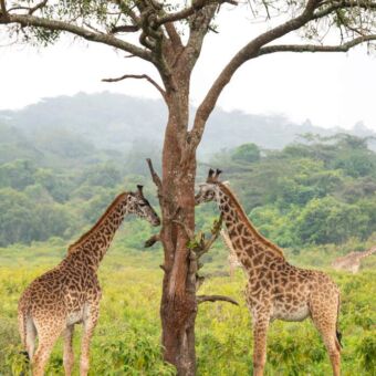 twee giraffes elk aan een kant van een boom elkaar aankijkend