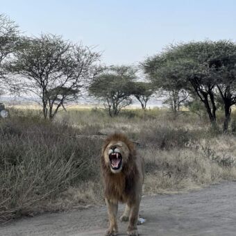 Brullende mannetjes leeuw mist een hoektand