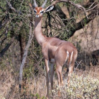 Giraf gazelle in Enduiment Tanzania