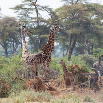twee volwassen giraffes met een heel kleine giraffe