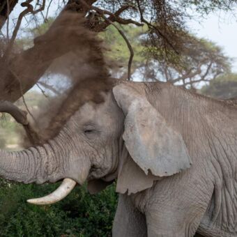 Olifant die met zijn slurf allemaal zand over zich heen gooit