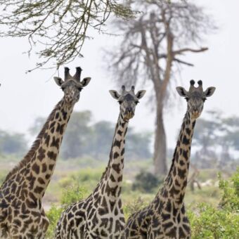3 giraffen die je recht aankijken in Enduiment Tanzania