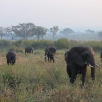 Groep olifanten in de morgen