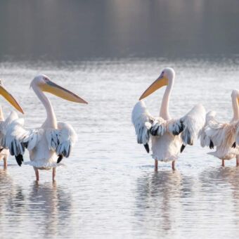 Pelikanen in het water van Lake Masek