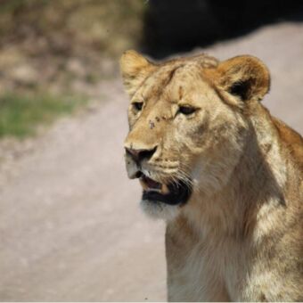 Leewin kop zittend op de weg