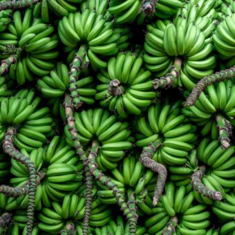 Allemaal trossen groene bananen