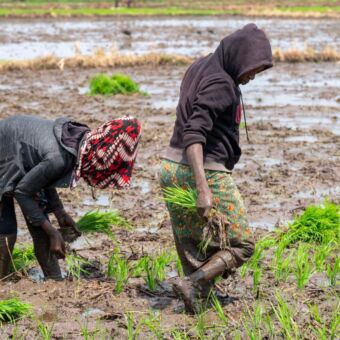 Tanzaniaanse boeren die rijst planten