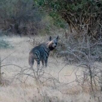gestreepte hyena die zeer zeldzaam is gespot in Ndutu