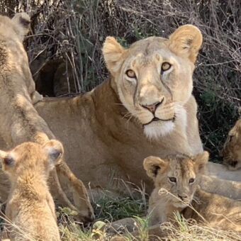 leeuwin met kleintjes op en om haar heen