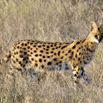 Serval lopen in het hoge gras van Ndutu Tanzania