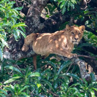 Leeuwin die op een tak van een boom ligt en je aankijkt