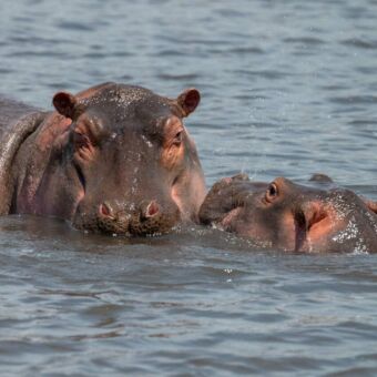 twee hippo's met hun kop net boven het water