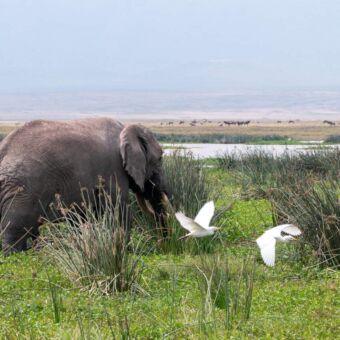 Olifant met daarvoor twee witte vogels