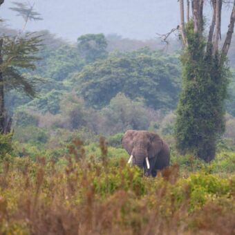 Olifant in het Ngorongoro conservation area