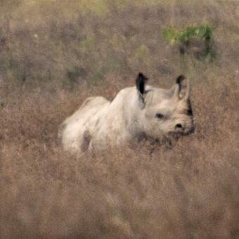 Neushoorn ver weg in de Ngorongoro krater