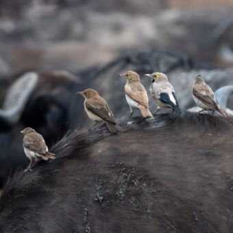 vogels oude rug van een buffalo
