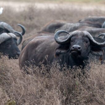 groep buffalo's waarvan eentje een grote witte vogel op zijn rug heeft