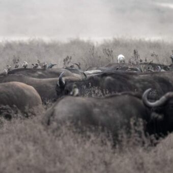 grote groep buffalo's in een mistig landschap