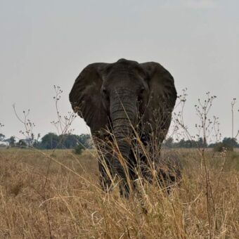 Olifant die in het hoge gele gras staat