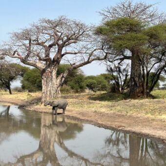 Olifant drinkend aan de kant van de rivier