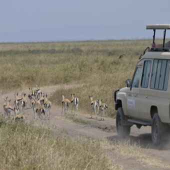 Droomreis Tanzania safari auto op de Serengeti