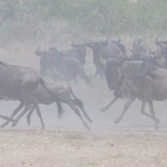 Rennende gnoes die het stof doen opwaaien Serengeti Tanzania