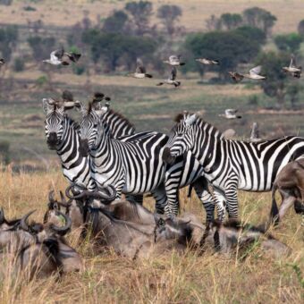 Zebra's op de voorgrond met liggende gnoes en erboven een zwerm vogels