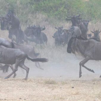 rennende gnoes die het stof doen opwaaien