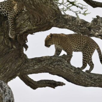 twee luipaarden in de boom in de Serengeti