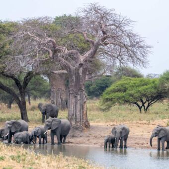 grote groep olifanten die aan het drinken zijn staand onder een baobab