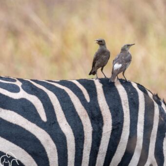 Twee vogels op de rug van een zebra