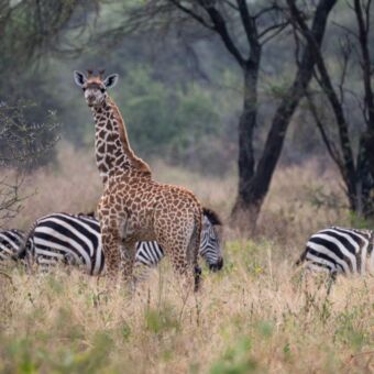 Giraf met daarnaast zebra's in het goudgele hoge gras