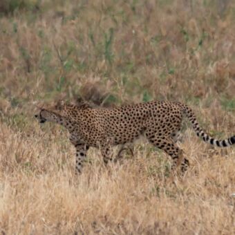 cheeta die loopt door het goudgele gras op zoek naar een prooi