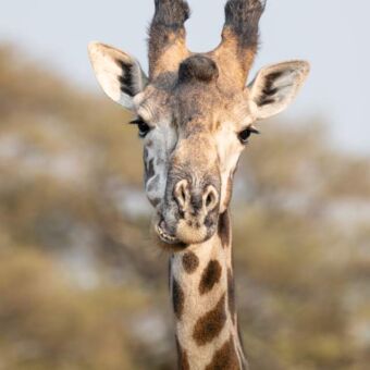 nek en de kop van een giraf die je recht aankijkt