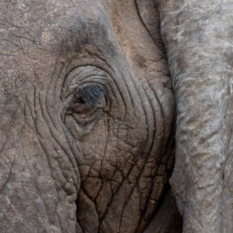 close-up van de kop van een olifant