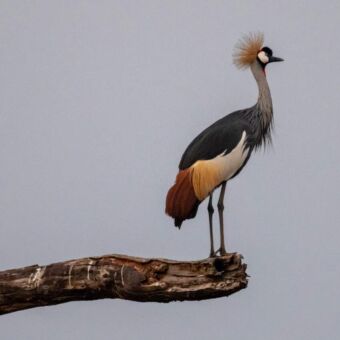 vogel met lange poten en een kuifje staand op een tak
