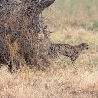 Cheeta die een geur spoor achterlaat tegen een boom