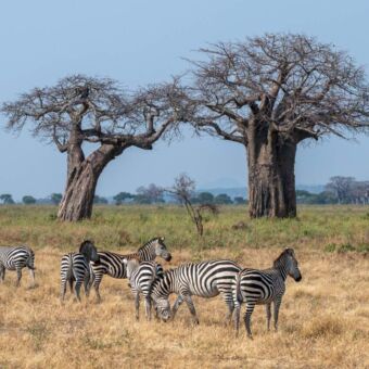 zebra's met op de achtergrond twee baobab bomen