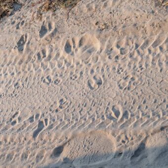 Sporen in het zand van een leeuw Tanzania safari