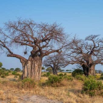 Twee baobab bomen in Tarangire national Park
