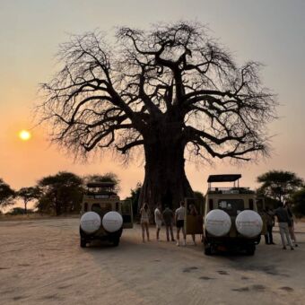 safariautos met gasten van droomreis tanzania onder een baobab
