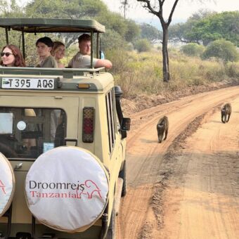 safariauto met reizigers met daarvoor een groep baboons