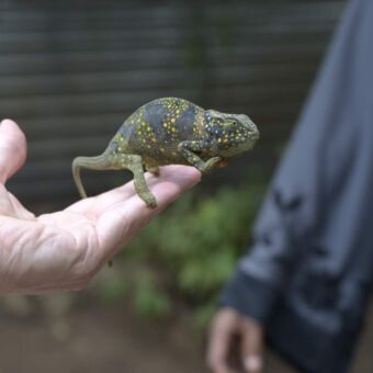 kameleon op de hand bij bezoek aan dierentuintje Zanzibar