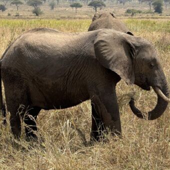 etende olifant in tarangire Tanzania