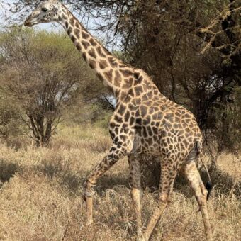 giraffe met een mooi gevlekt patroon